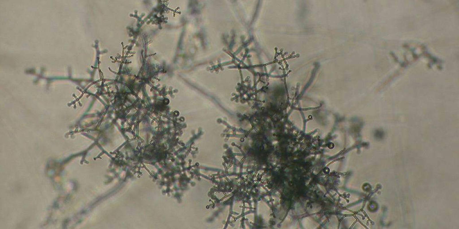 Uso del trichoderma en el cultivo de cannabis