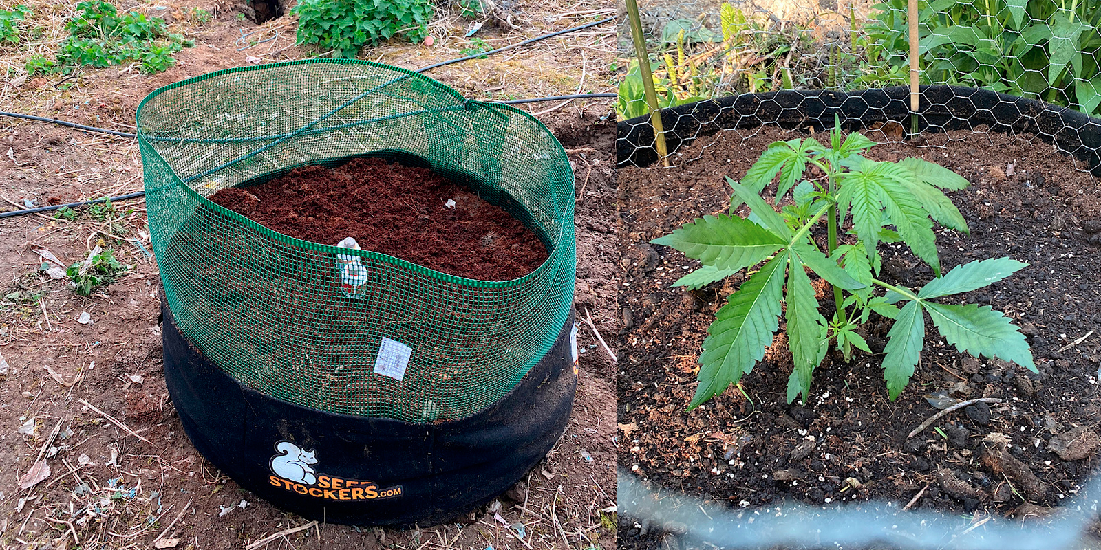 ▷ Comment protéger les plantes de cannabis des animaux en extérieur