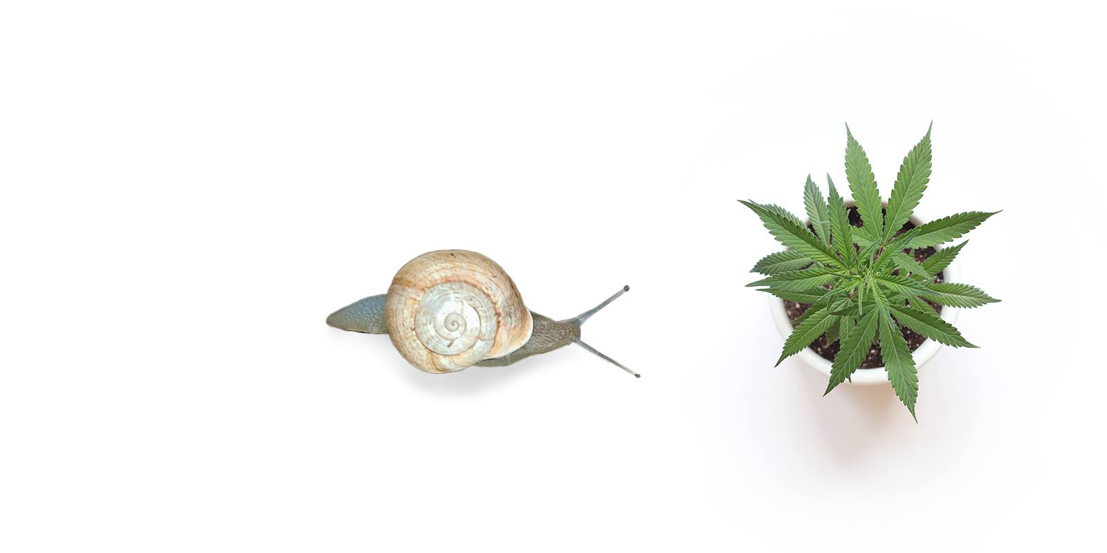▷ Comment protéger les plantes de cannabis des animaux en extérieur