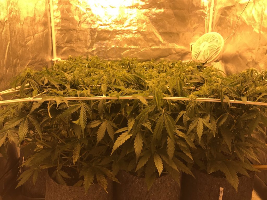 scrog autofiorenti scrog autofiorenti