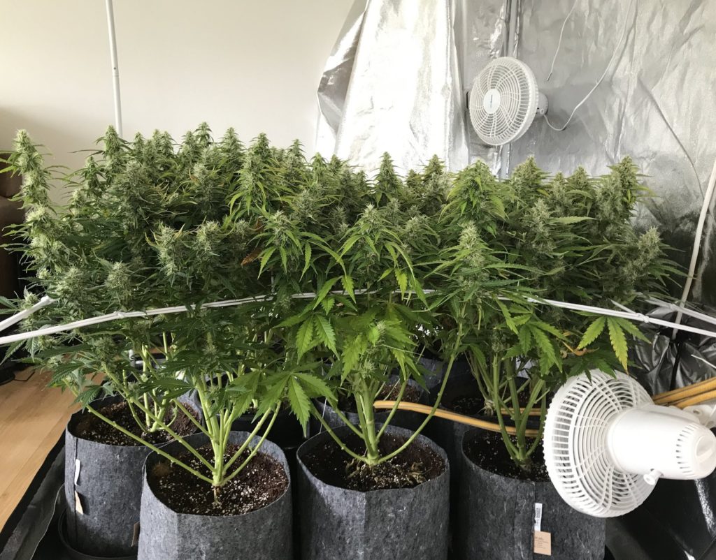 tecnica scrog tecnica scrog