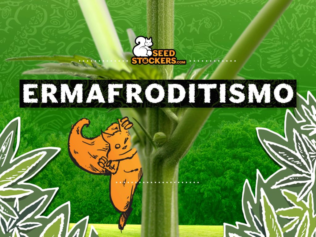 cannabis ermafrodita