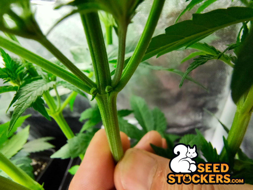 marijuana ermafrodita