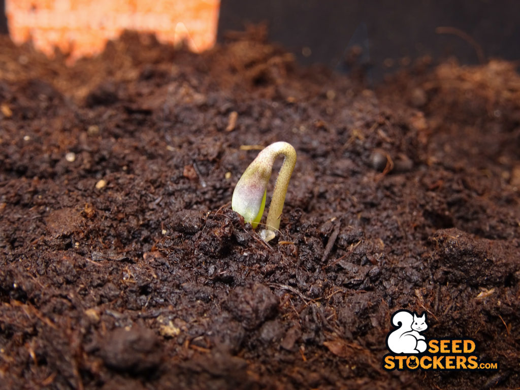 Semi di cannabis germinati.
