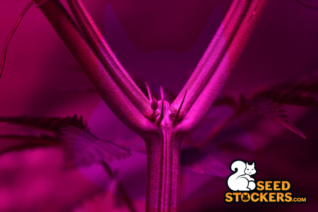 piante ermafrodite cannabis
