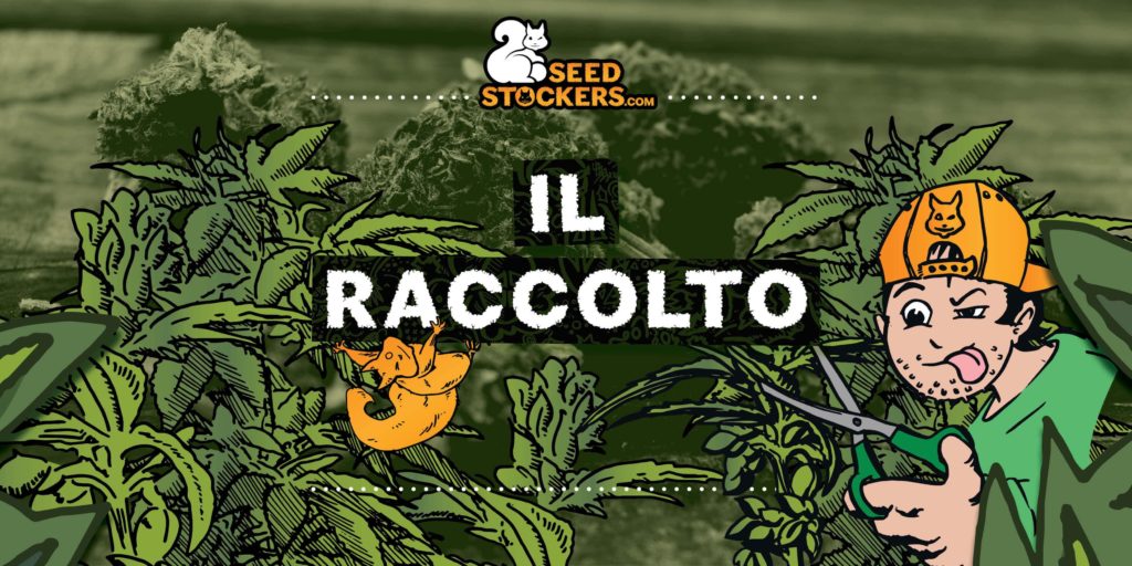 quando raccogliere la cannabis
