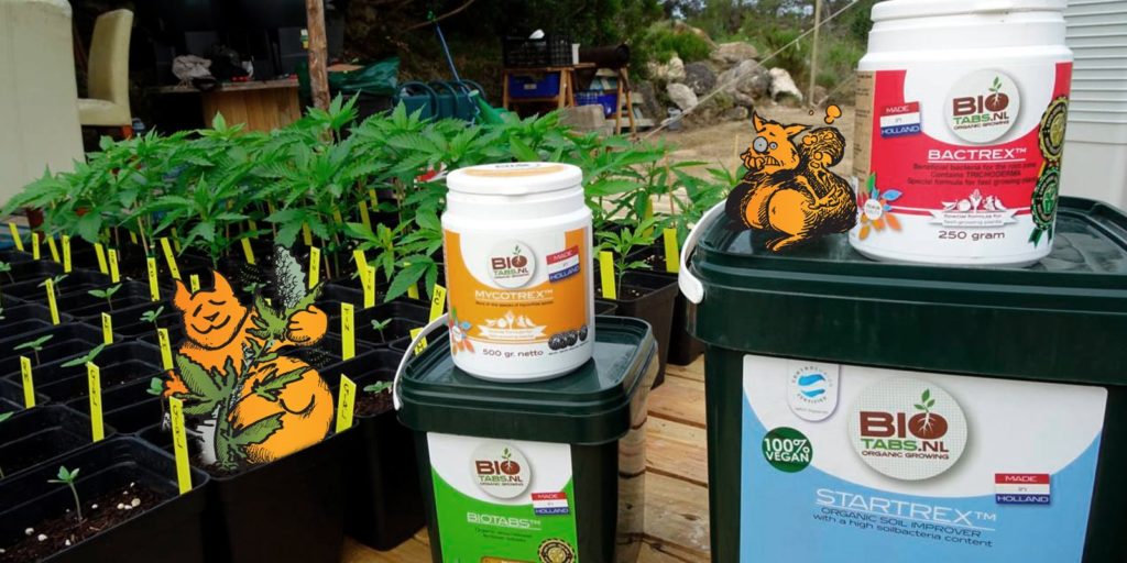 carenze marijuana carenze marijuana
