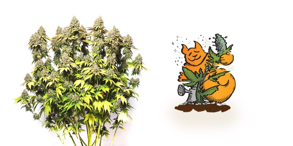 bcn critical xxl auto