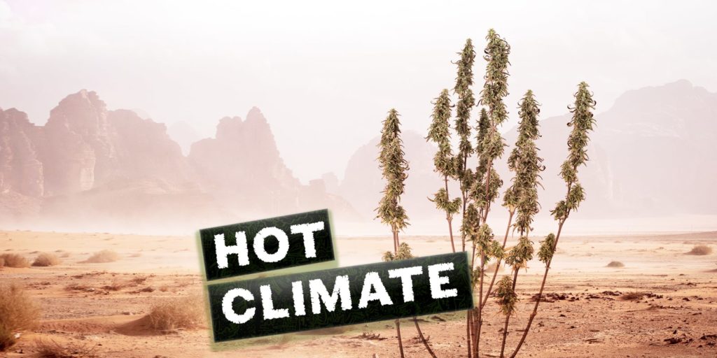 Le varietà di cannabis migliori da coltivare in un clima caldo