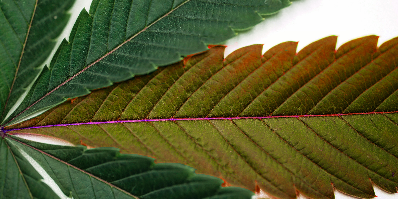 How to know if a cannabis plant has nutrient excess