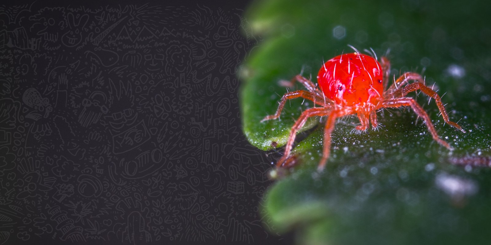 Pests in marijuana