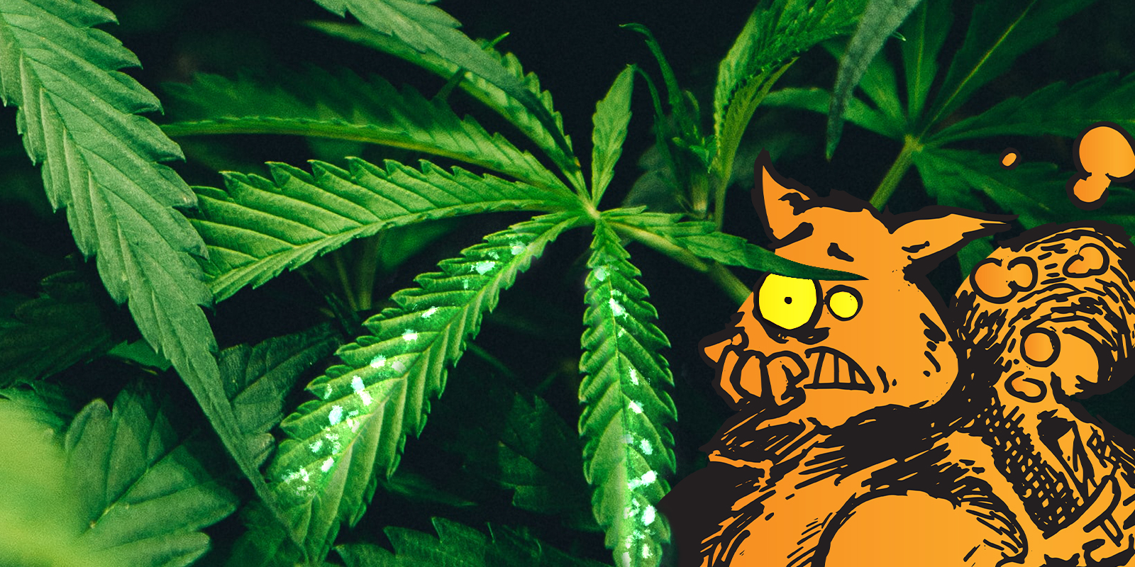 Pests in marijuana