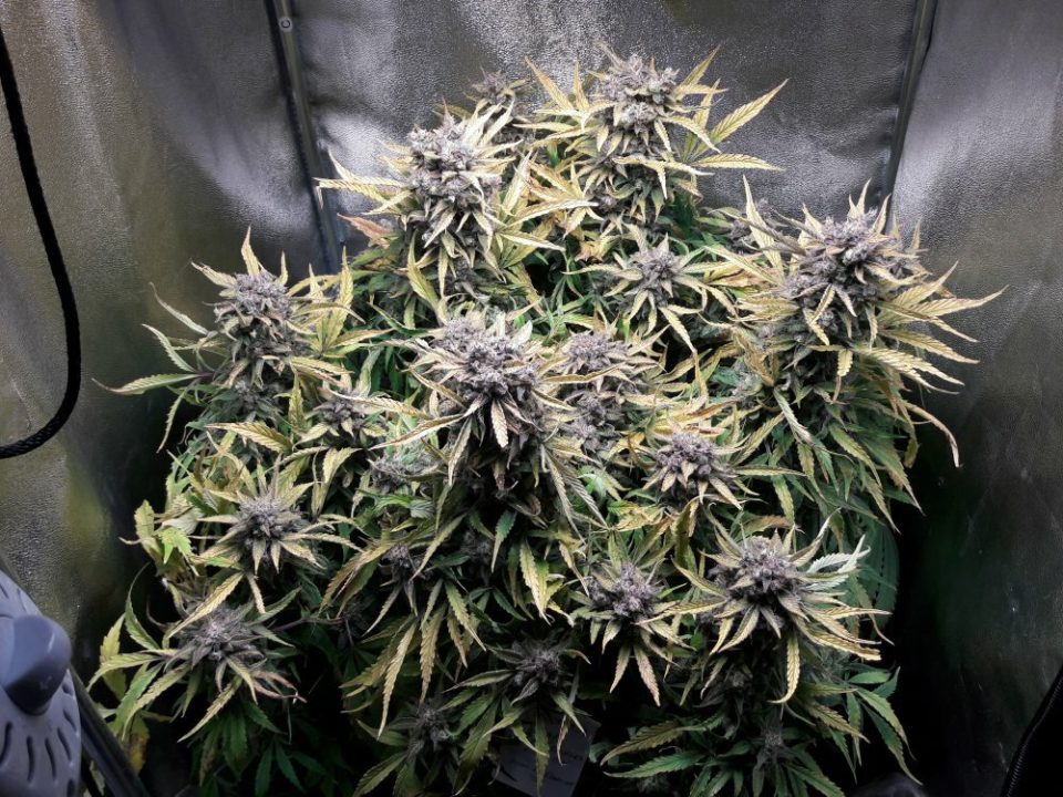 Candy dawg auto Seedstockers
