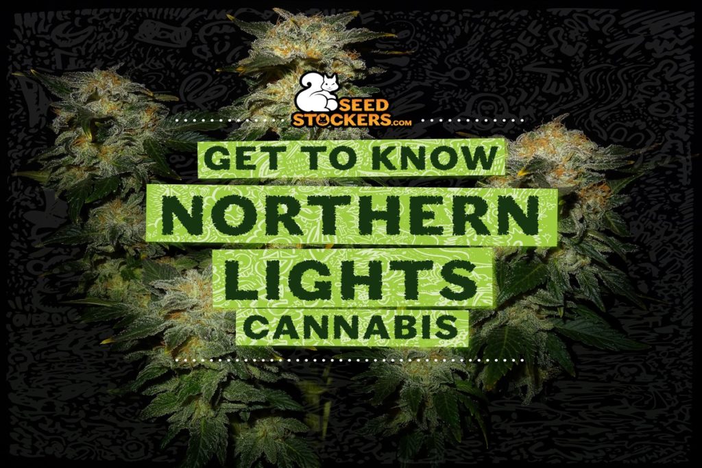 northern lights cannabis, Weedstockers