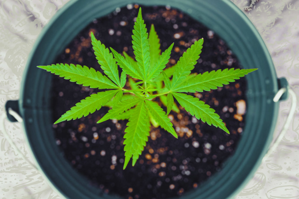 cannabis seeds, Weedstockers