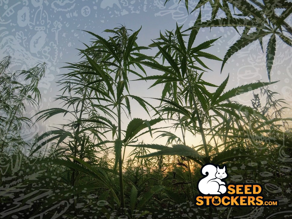 jamaica, Weedstockers