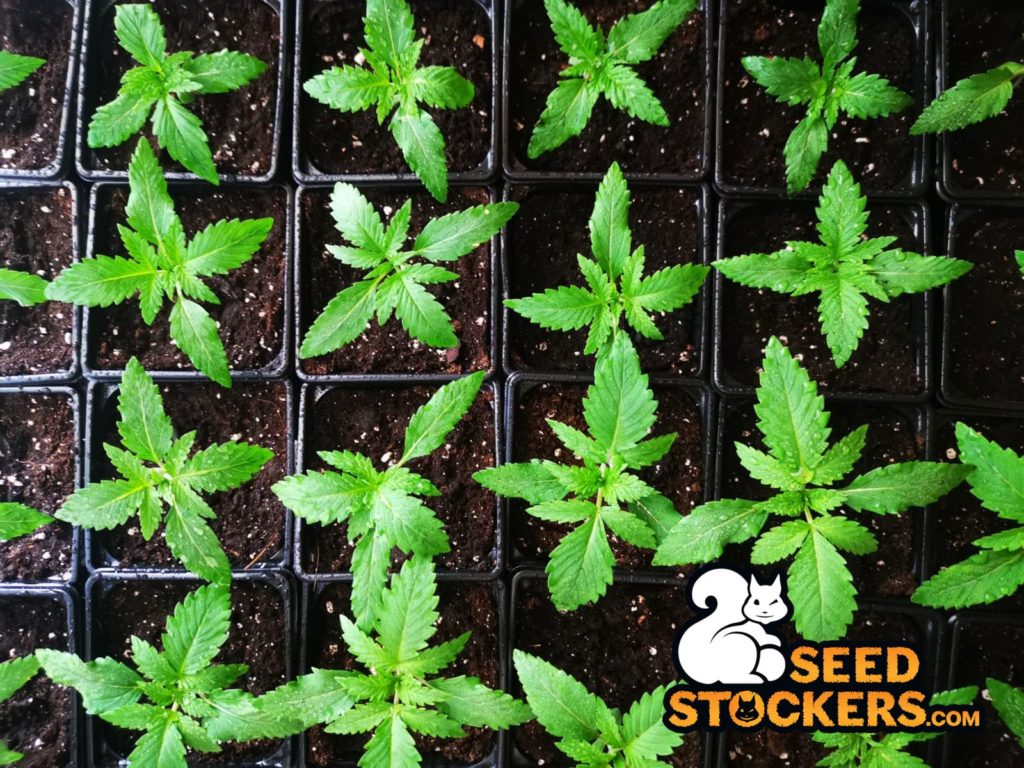 growing cannabis, Weedstockers