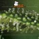 cultivar cannabis, Weedstockers