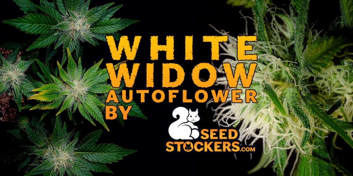 white widow autofloreciente