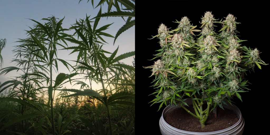 marijuana vs canapa, Weedstockers