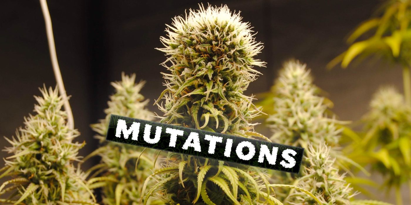 Las mutaciones más comunes en el cannabis