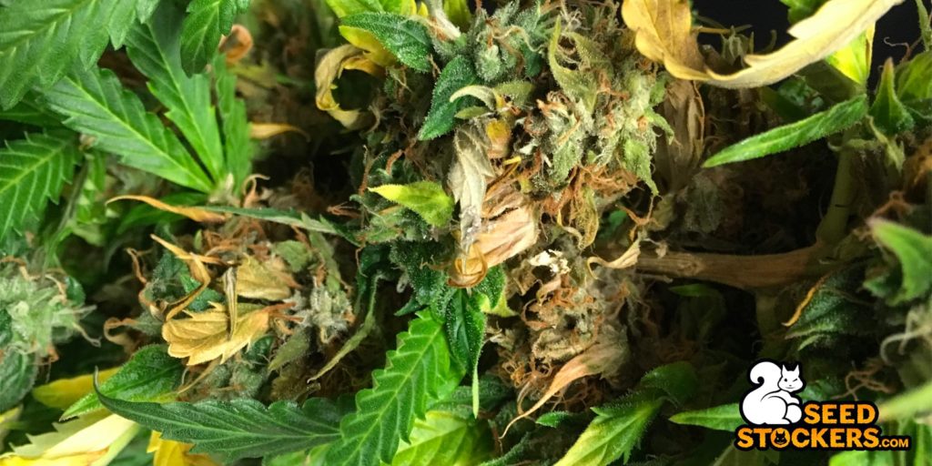 enfermedades cannabis, Weedstockers