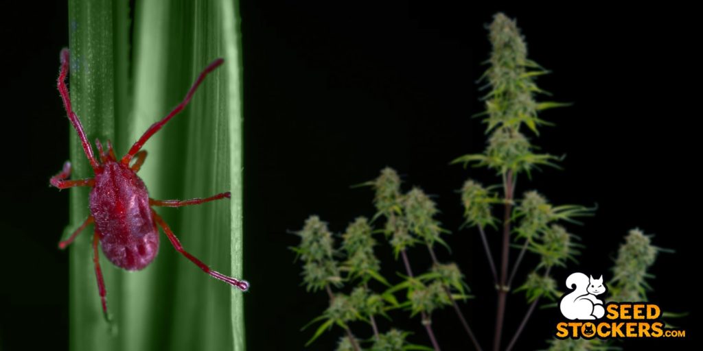 cannabis plants diseases, Weedstockers