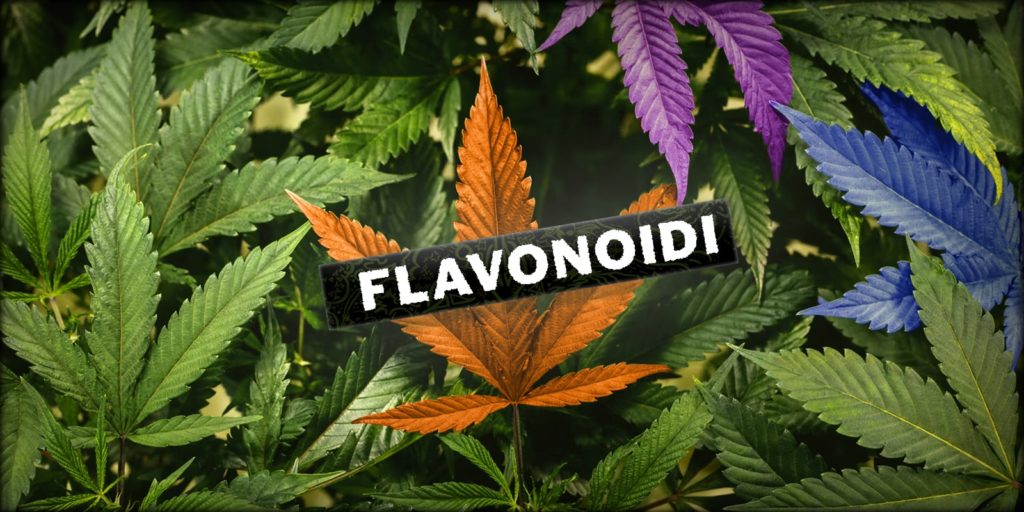 flavonoidi, Weedstockers